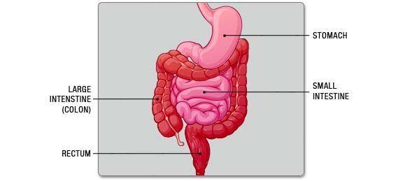 Internal Hemorrhoids Treatment Los Angeles | Hemorrhoid Surgeon MD