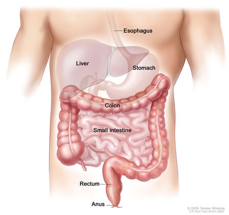 Digestive health and hemorrhoids